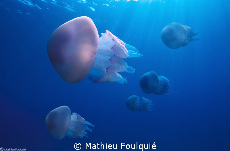 jellyfish shoal_Corsica by Mathieu Foulquié 