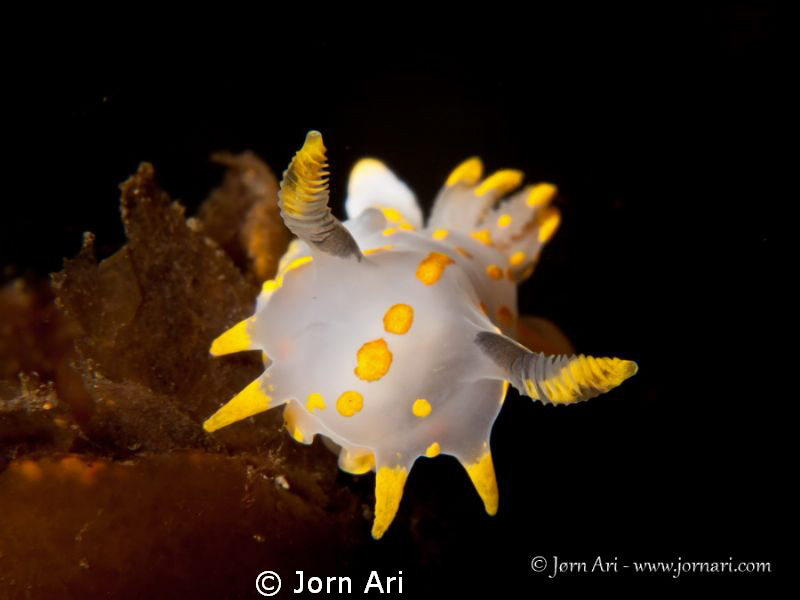 Polycera Quadrilineata by Jorn Ari 