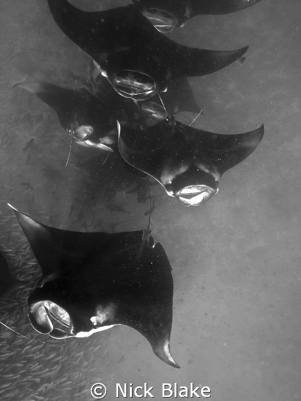 Manta melee in the Maldives. by Nick Blake 
