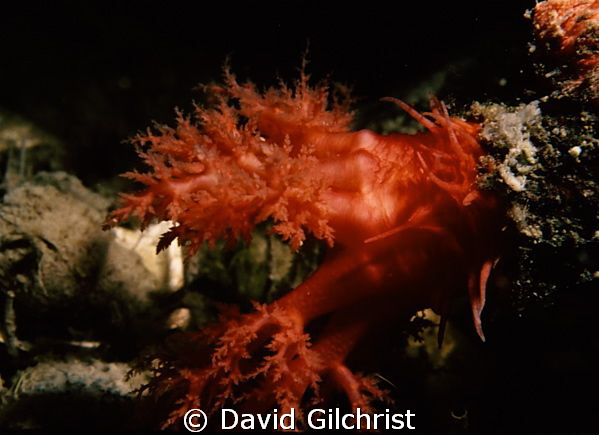 Oral Tentacle, Sea Cucumber sp.-Resolute Bay, Nunavut-Can... by David Gilchrist 