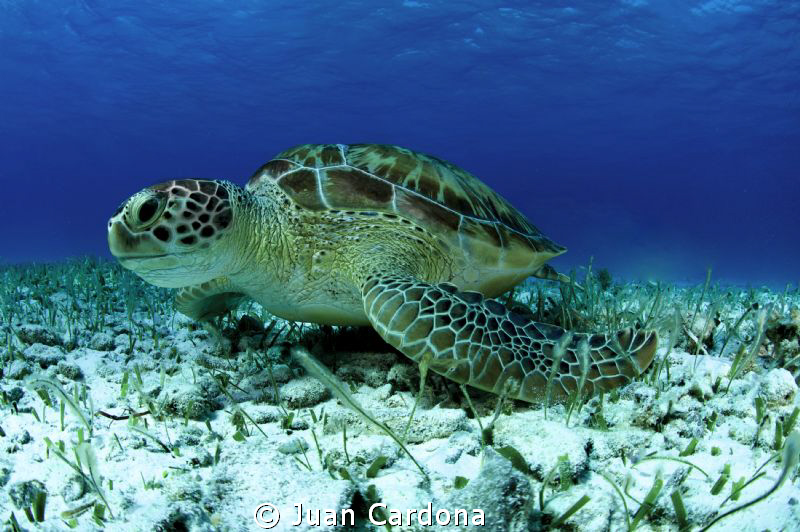 sea turtle in cancun by Juan Cardona 