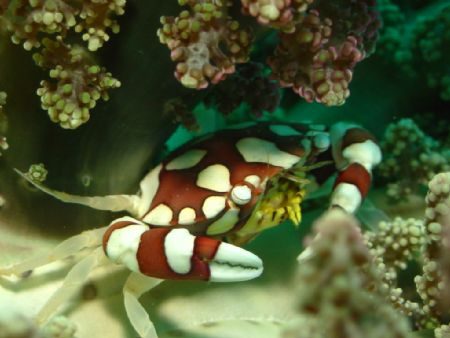 Caught this little fella with my Canon A40, Sea&Sea macro... by Dennis Siau 