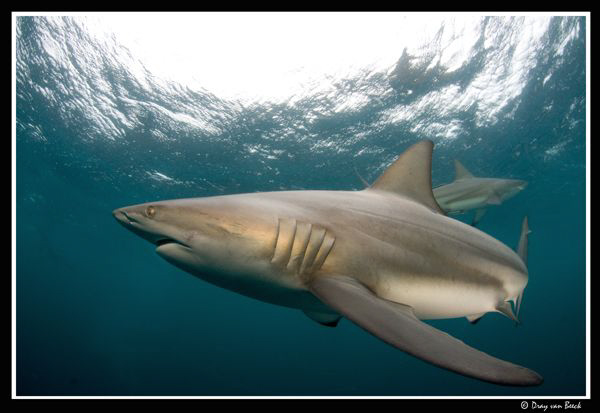 Oceanic blacktip by Dray Van Beeck 