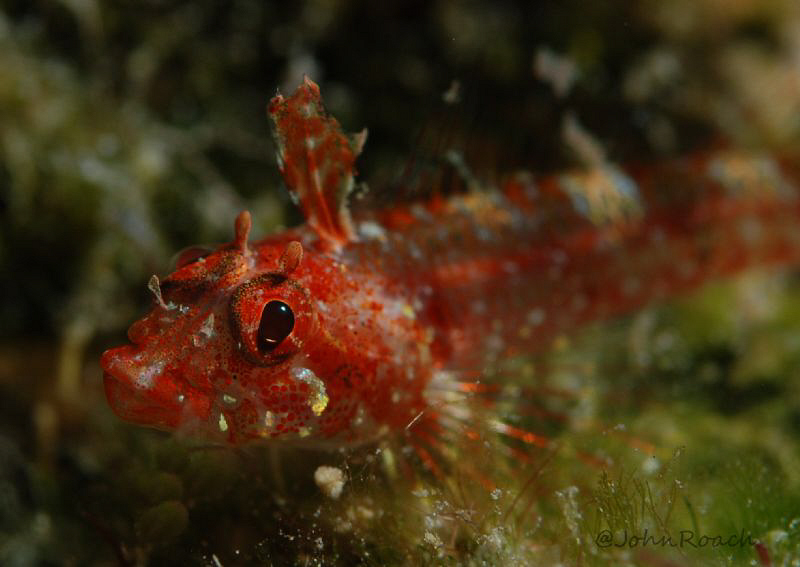 Lofty Triplefin  (Enneanectes altivelis )  60mm  Bonaire ... by John Roach 