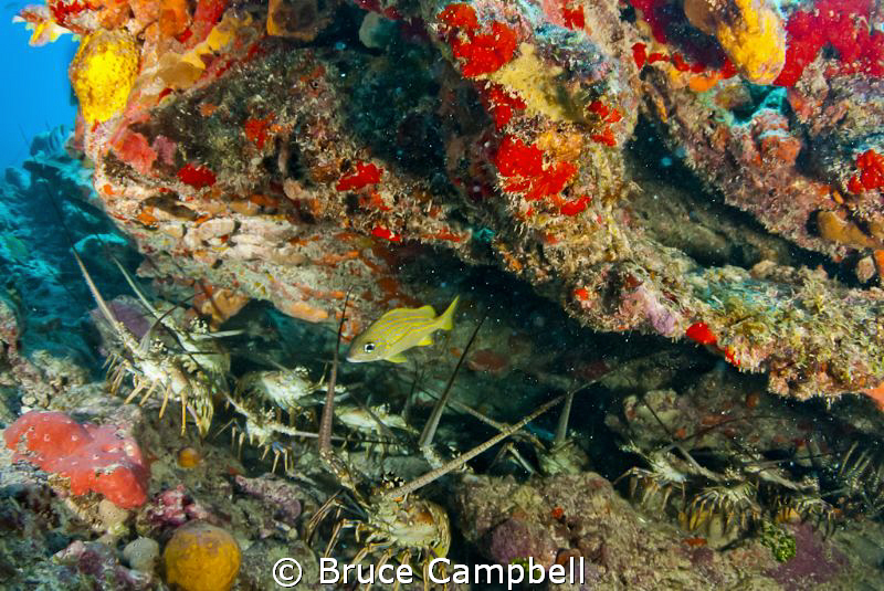 These lobsters were hiding under the overhang by Bruce Campbell 