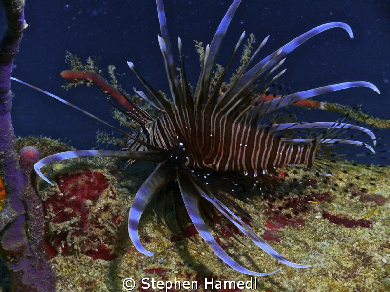 Lionfish by Stephen Hamedl 