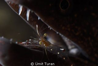 Photo taken in Bodrum,Turkey 10-2010 at Little Reef...AFS... by Ümit Turan 