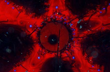 evil eye , toxic sea urchin , kbr , indonesia.f100 and 10... by Gregory Grant 