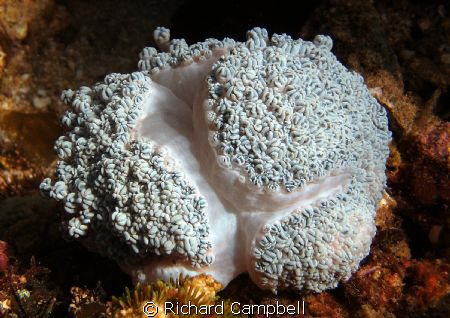 sealife dc1000 by Richard Campbell 