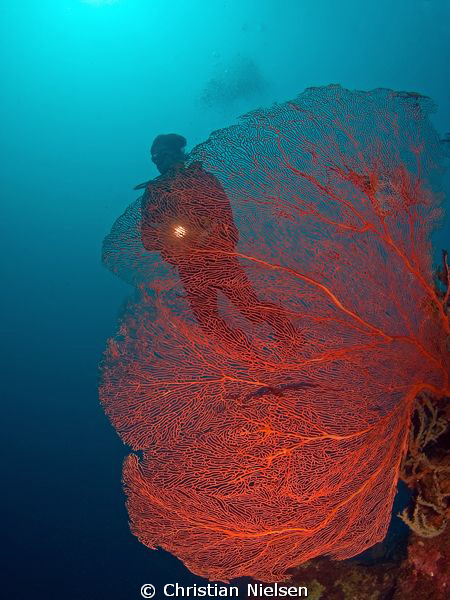 Beautiful coral in the north west of Bali. Olympus E330, ... by Christian Nielsen 