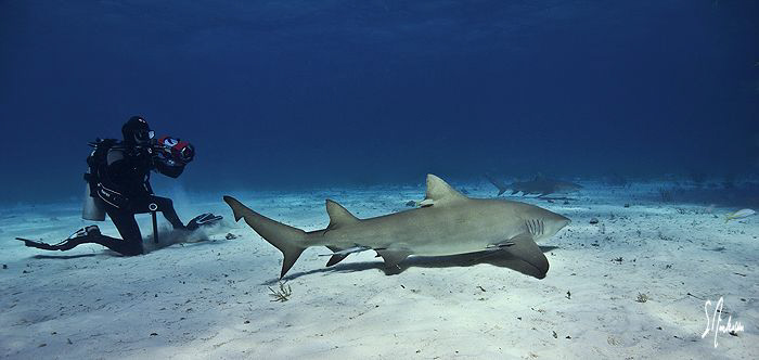 This image was taken at Tiger Beach near West End Bahamas... by Steven Anderson 