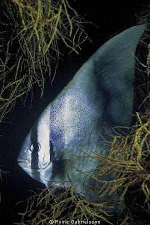 Batfish hiding... by Roine Gabrielsson 