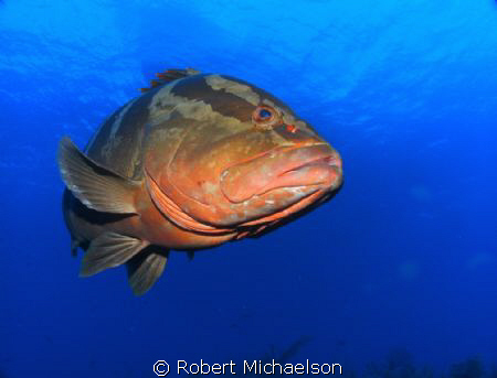 Grouper at Cayman Brac by Robert Michaelson 
