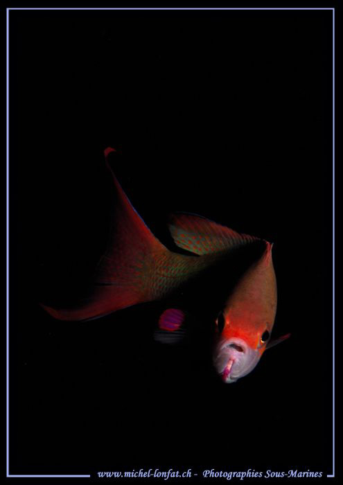 Face to face with this beautiful Damsel Fish... Marsa Sha... by Michel Lonfat 