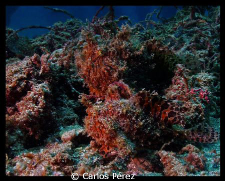 "Camouflage" Couple of Froggies @ Crash Boat Beach by Carlos Pérez 