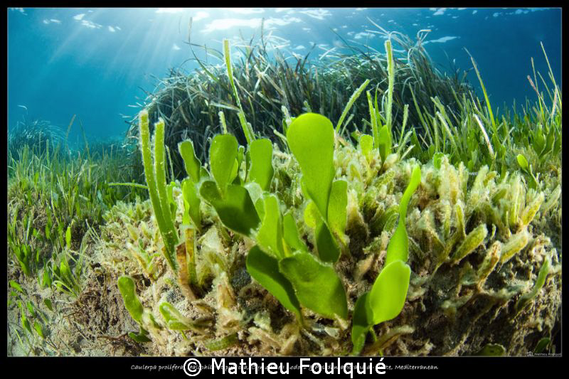 seagrasses by Mathieu Foulquié 