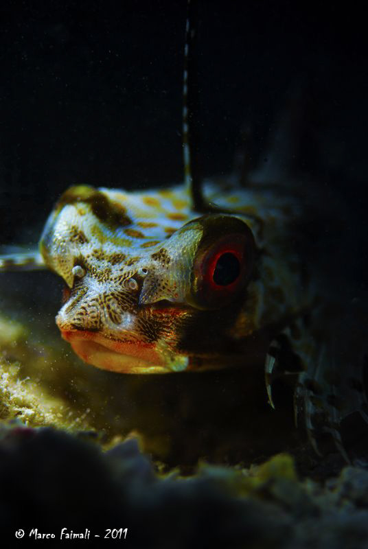 Oriental Flying Gurnard Close-up (Dactyloptena orientalis) by Marco Faimali 