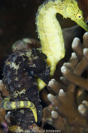 Mixed Sea horses! by Eschelle Knoesen 