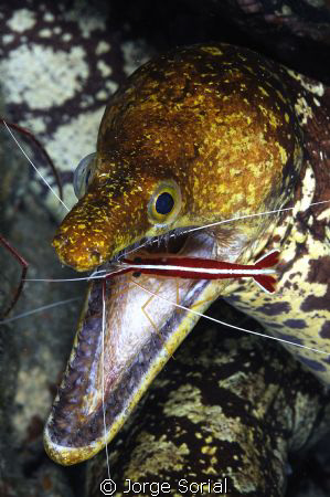 Fangtooth Moray Eel with Striped Cleaner Shrimp doing its... by Jorge Sorial 