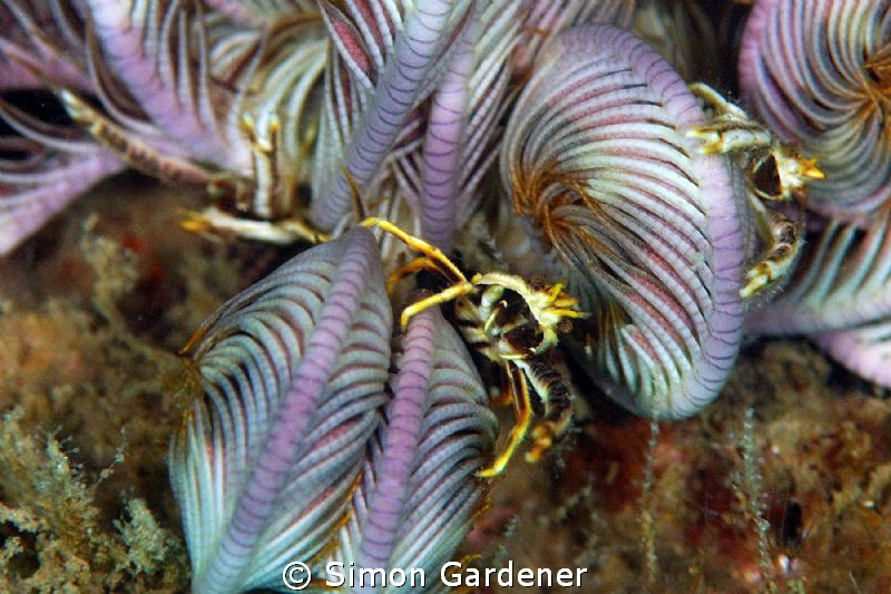 shot on a night dive by Simon Gardener 
