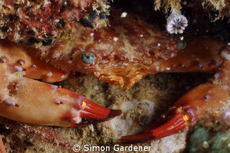 shot with nikon D70s and 105mm macro by Simon Gardener 