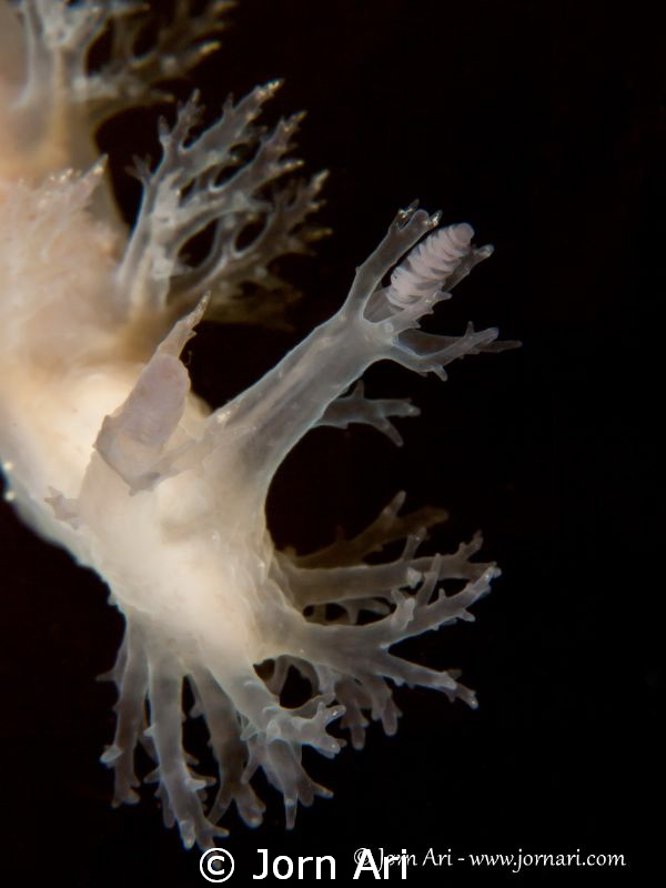 Dendronotus frondosus by Jorn Ari 