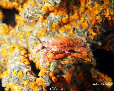 Camoflaged Crab by John Watson 