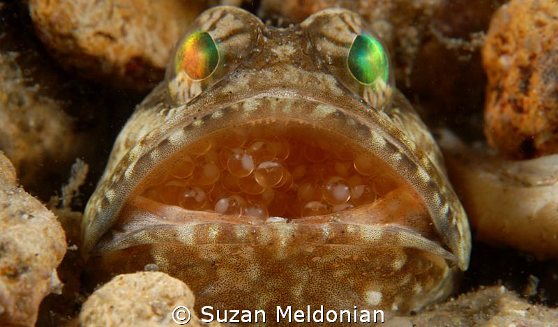 Banded Jawfish with Eggs by Suzan Meldonian 