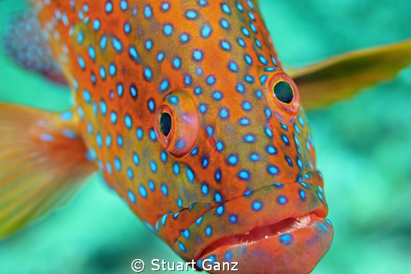 Here's looking at you ... by Stuart Ganz 