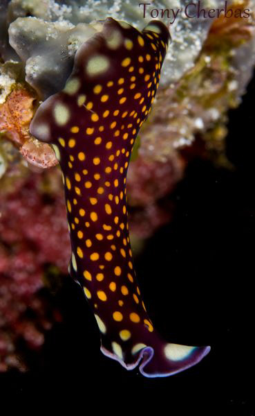 Galactic Flatworm by Tony Cherbas 