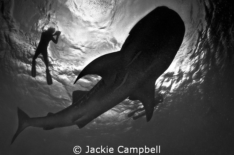 Feeding whaleshark in the maldives. She was quite happy t... by Jackie Campbell 