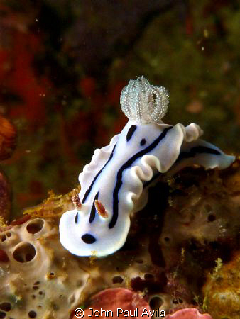 Nice nudibranch in Puerto Galera by John Paul Avila 