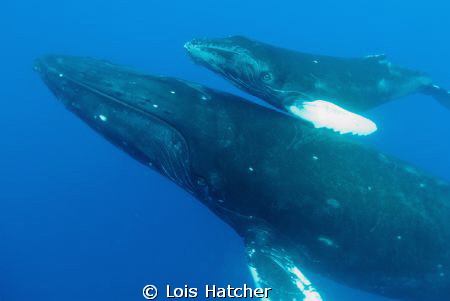 Mother and calf off Roca Partida by Lois Hatcher 