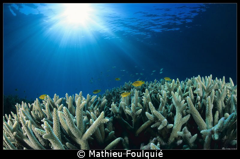 just reef by Mathieu Foulquié 