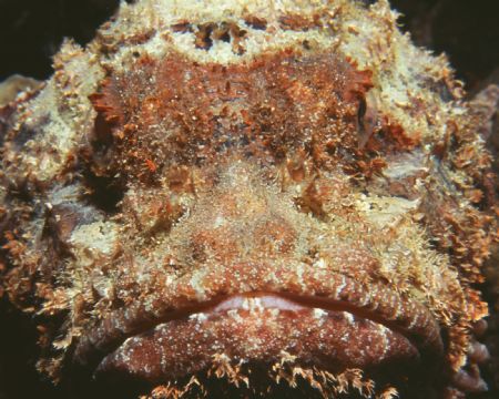 Spotted scorpion fish. Shot in Bonaire with a Nikonos V a... by Charles Heath 