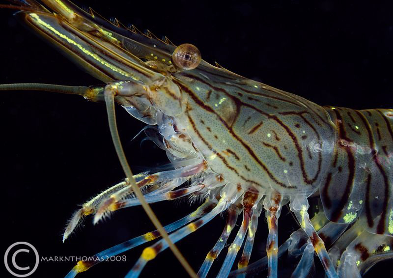 Prawn.
Aughrusmore pier, Connemara by Mark Thomas 