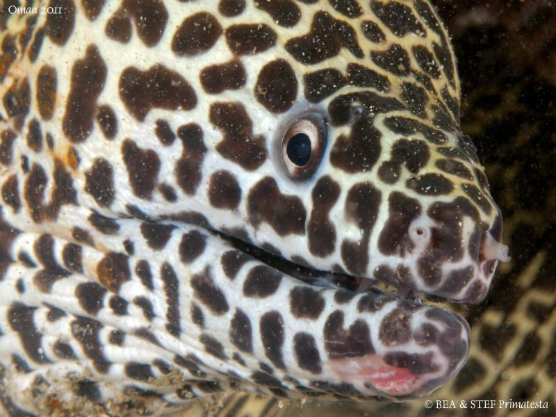 Moray eel portrait VI (Gymnothorax favagineus). by Bea & Stef Primatesta 