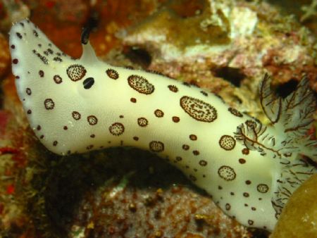 Nudibranch taken at Pulau Perhentian, West Malaysia with ... by Dennis Siau 