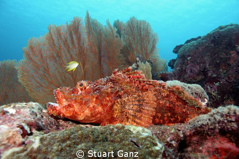 Tritan scorpion fish laying in wait. by Stuart Ganz 
