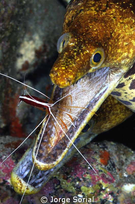 Mrs. Fangtooth Moray Eel going to the dentist to get a cl... by Jorge Sorial 