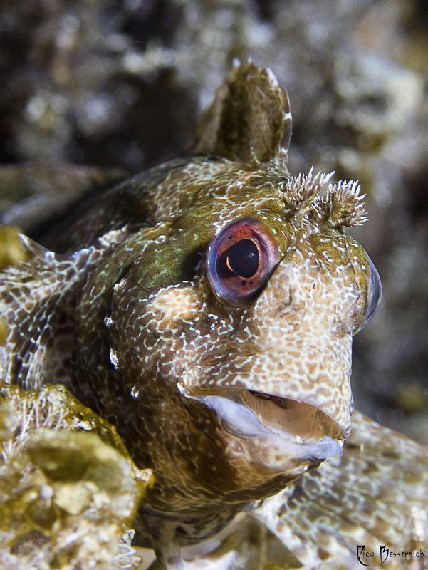 "Goby Time" :-)) by Rico Besserdich 