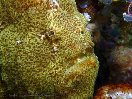 Frogfish in Malapascua, Philippines by John Paul Avila 