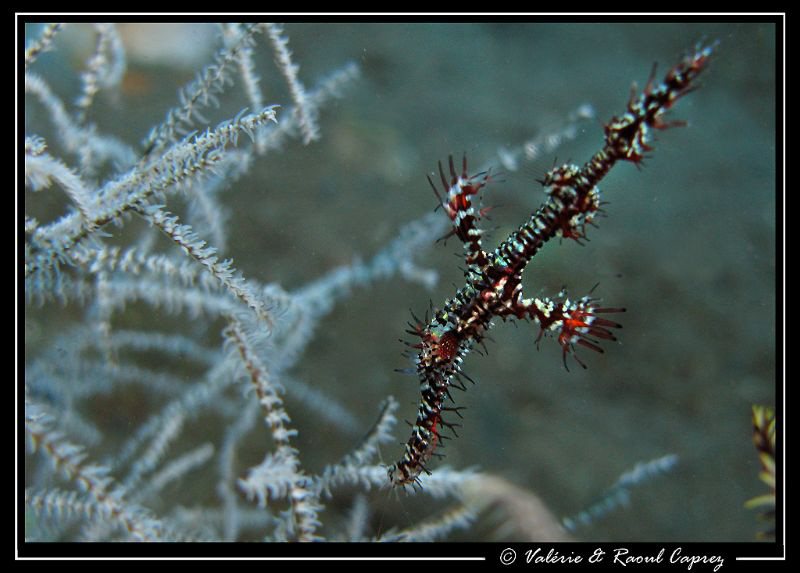 Solenostomus paradoxus by Raoul Caprez 