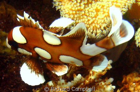 Sealife DC1000.. by Richard Campbell 