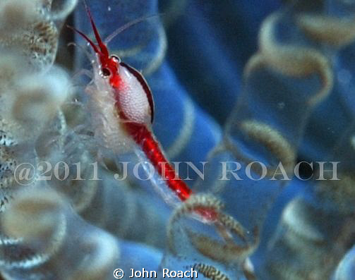 So when I asked the guys at ReefNet what this was, they d... by John Roach 