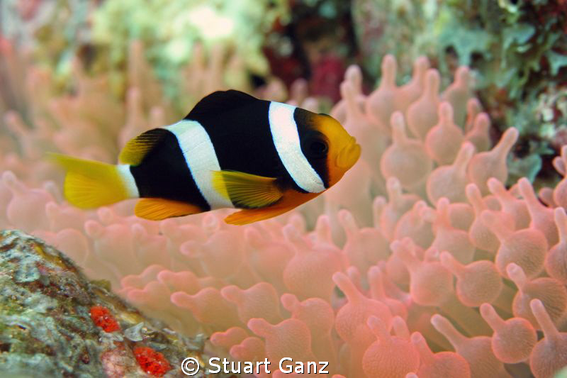 Clown fish living in a pink anemone, beautiful. by Stuart Ganz 