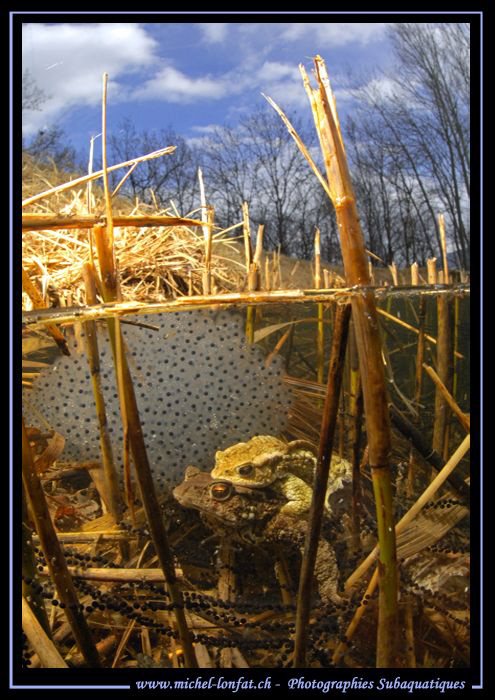 Toads having a good time in front of Frog Eggs... Que du ... by Michel Lonfat 