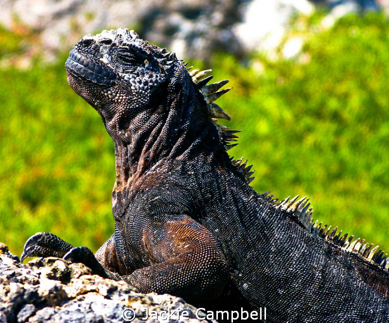 Warming up.
Marine Iguana warms up in the morning sunshi... by Jackie Campbell 