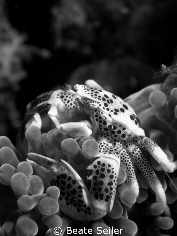 Porcellan crab , taken with Canon G10 and UCL165 by Beate Seiler 