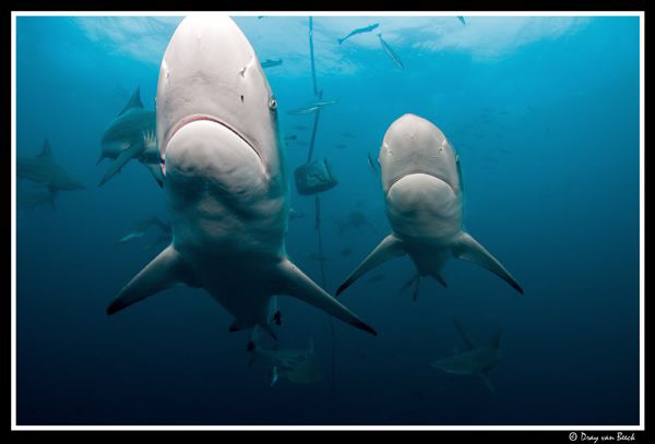In your face... by Dray Van Beeck 